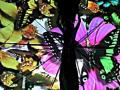 Projections of Butterflies - Corona Events - 